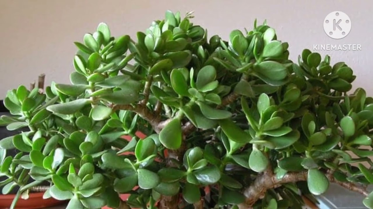 KRASSULA.( DOLLIIR)GULINI KUPAYTIRISH USULI ENG KERAKLI OZIQASI.