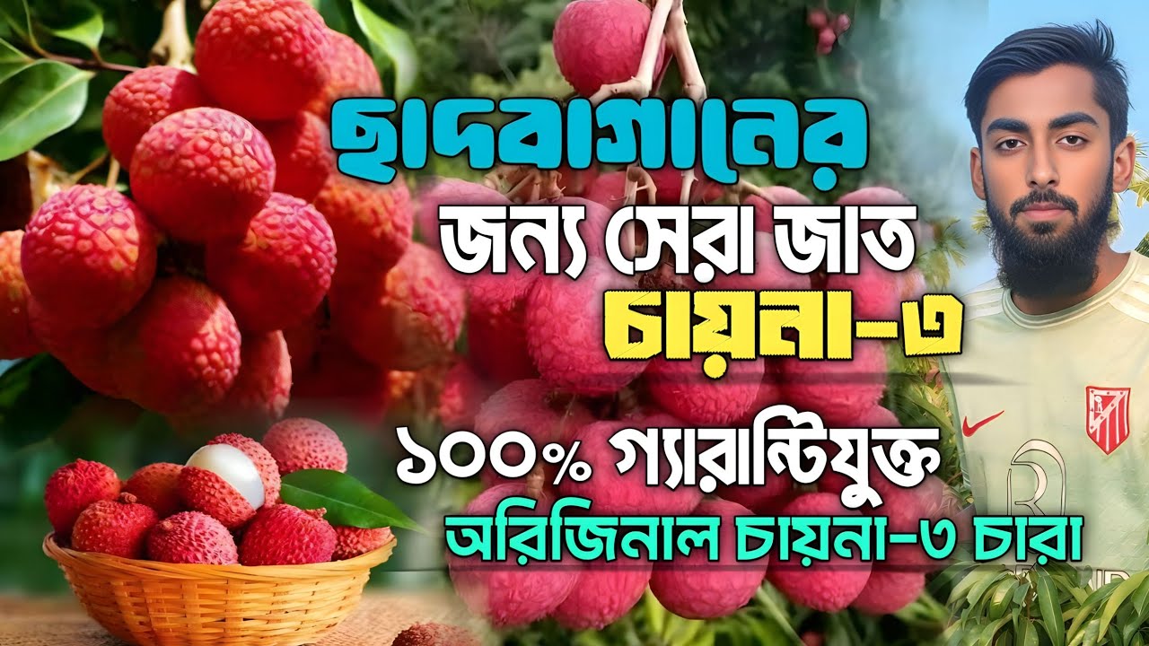 চায়না থ্রি লিচু চারা। মুকুল সহ জিওব্যাগ সেটআপ চায়না থ্রি লিচু, বোম্বাই লিচু ও মোজাফফর লিচু কলম চারা।