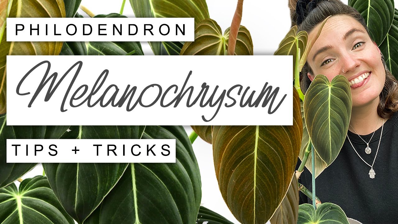 Philodendron Melanochrysum Care Tips 🌱 Black Gold Philodendron Tips + Tricks