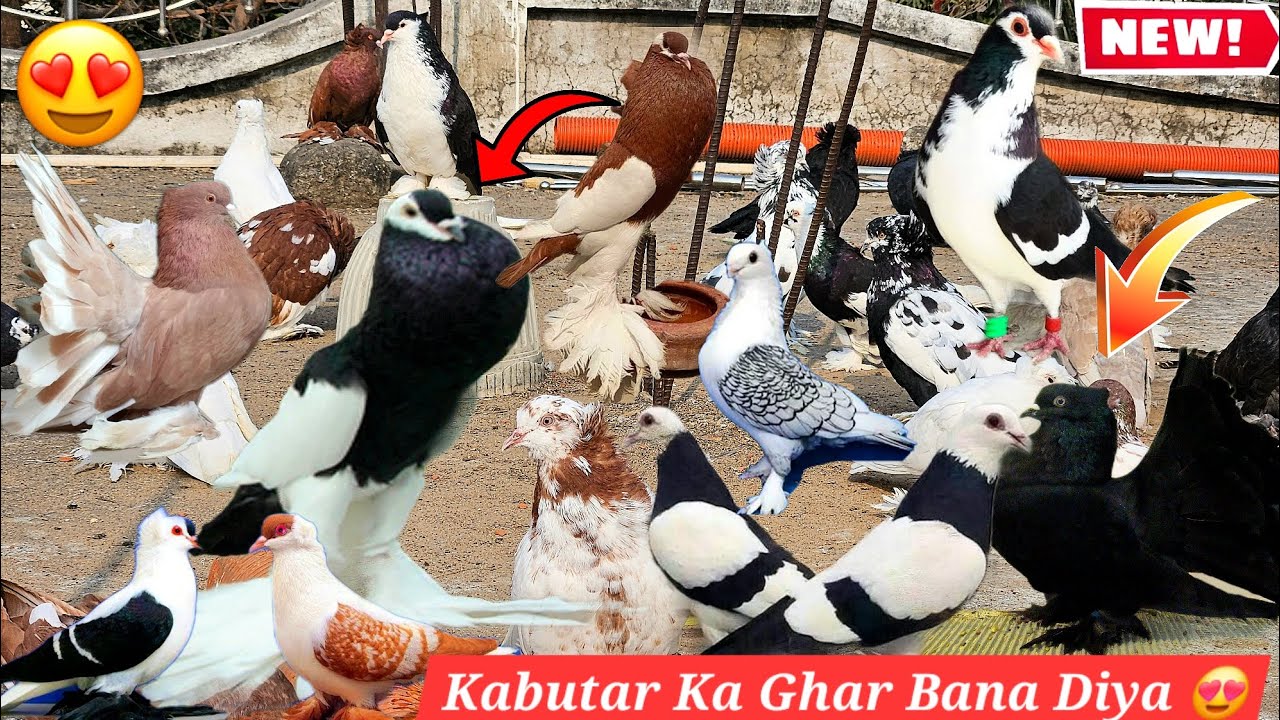 Fancy Kabutar ka Cage Bana Diya 💀😍 How To Make Pigeon Cage at Home 🕊️