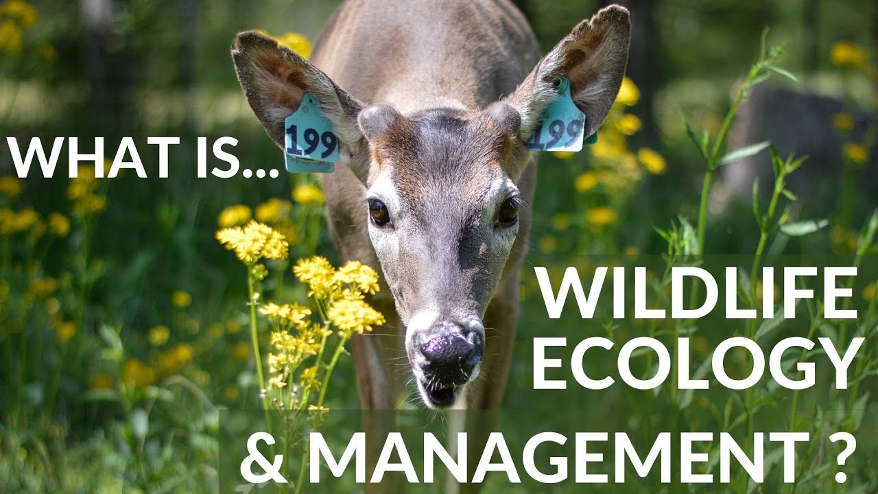 What is Wildlife Ecology & Management?