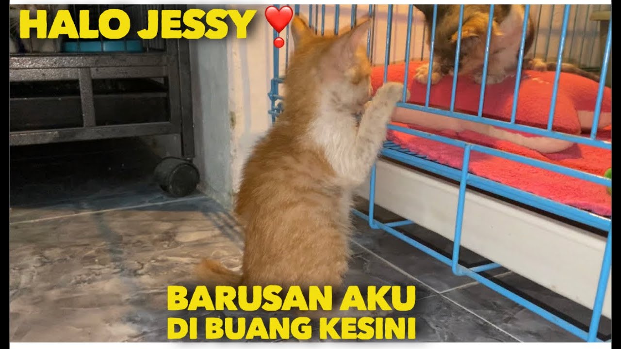 DI BUANG DEPAN RUMAH RUPANYA DIA KANGEN INDUK DAN SODARANYA