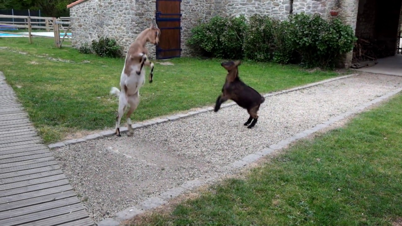 les boucs se battent avril 2017