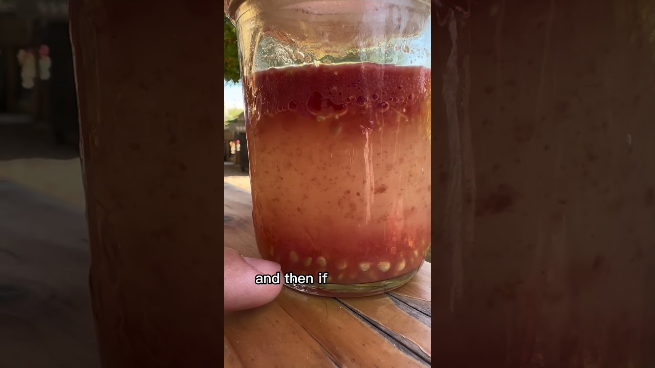 Tomato Seed Saving The RIGHT Way