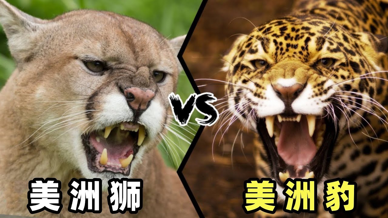美洲豹vs美洲狮，谁才是继狮子和老虎之后真正的猫科三哥呢？