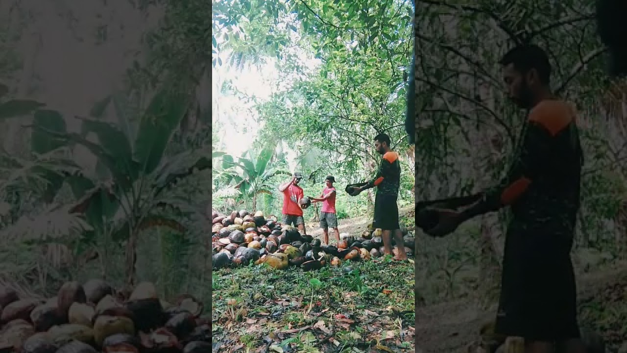 Gaya brutal membelah buah kelapa