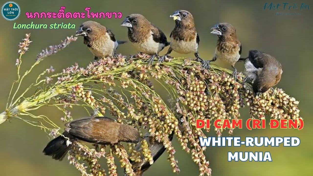 ✅Tiếng chim Di cam gọi bầy (Ri đen) ✅White-rumped Munia call | นกกระติ๊ดตะโพกขาว #chimriden #munia