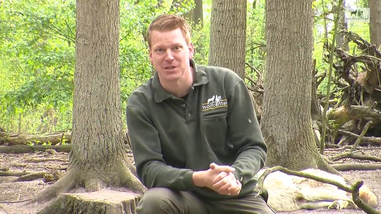 Handaufgezogene Wölfe Gehege - Wolfcenter Dörverden - powered by schuhplus - Schuhe in Übergrößen