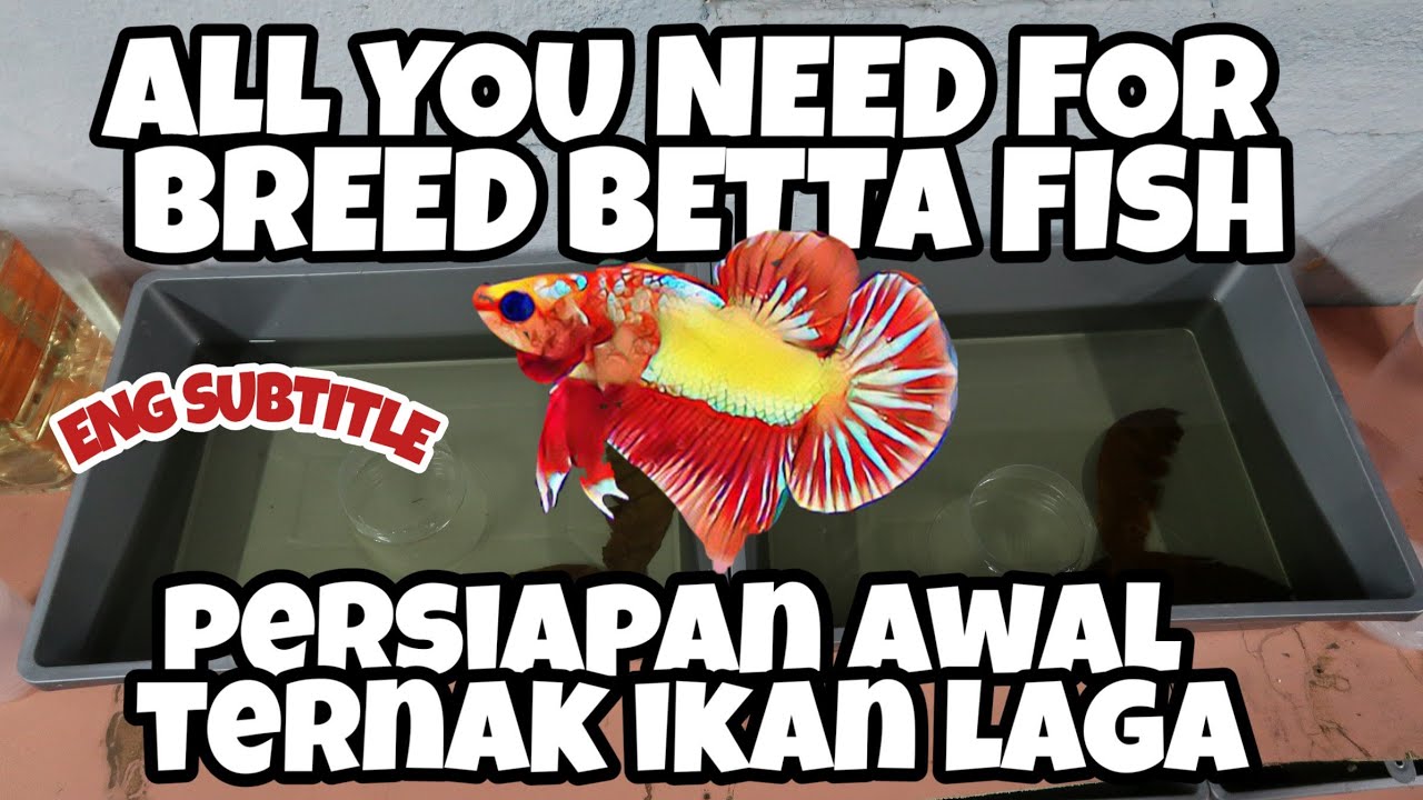 Persiapan ternak ikan laga // breed betta fish // eng sub