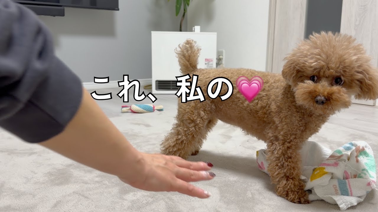 これ、私の💗｜靴下もタオルも全力で守るトイプードル