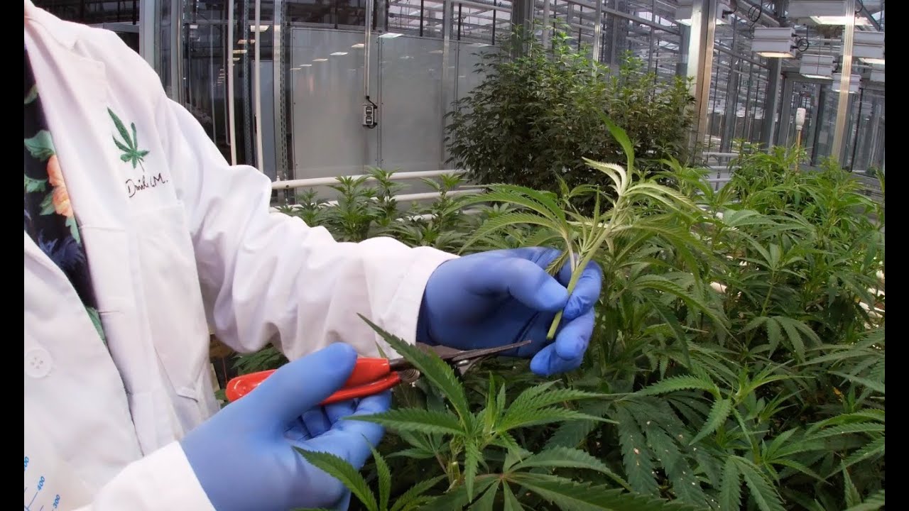 Cultivo Cannabis Medicinal - produ&ccedil;&atilde;o de clones/estacas