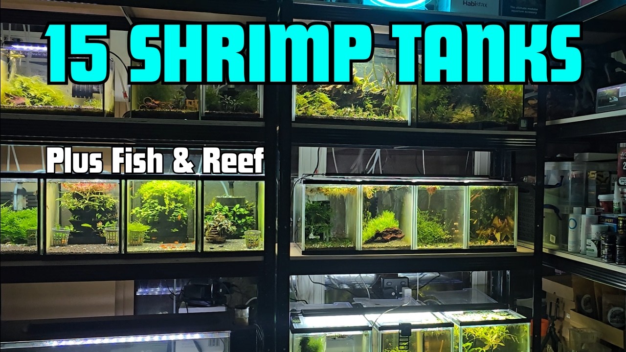 Inside The Shrimp Shack | 15 Shrimp Tanks & More