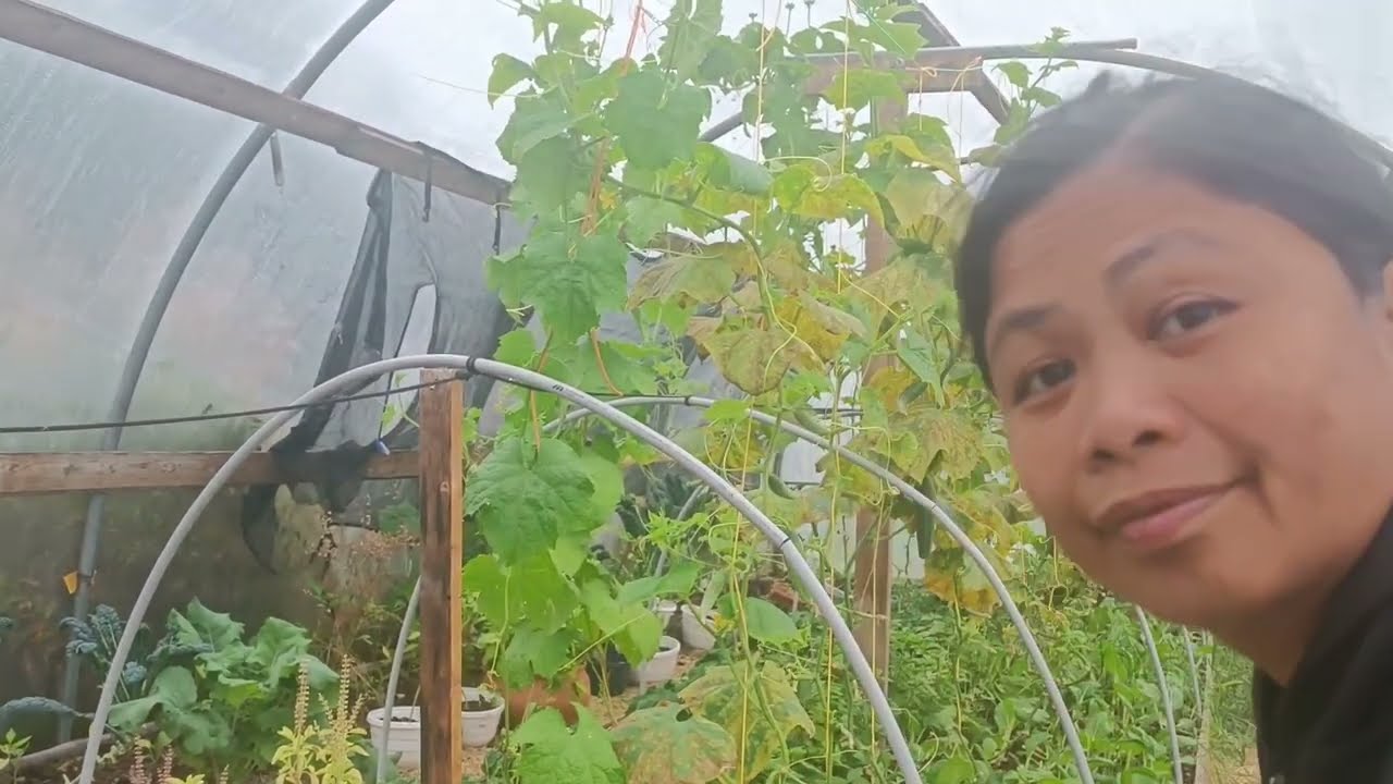 Tomaatti ja kurkku, vinkit suurempaan satoon