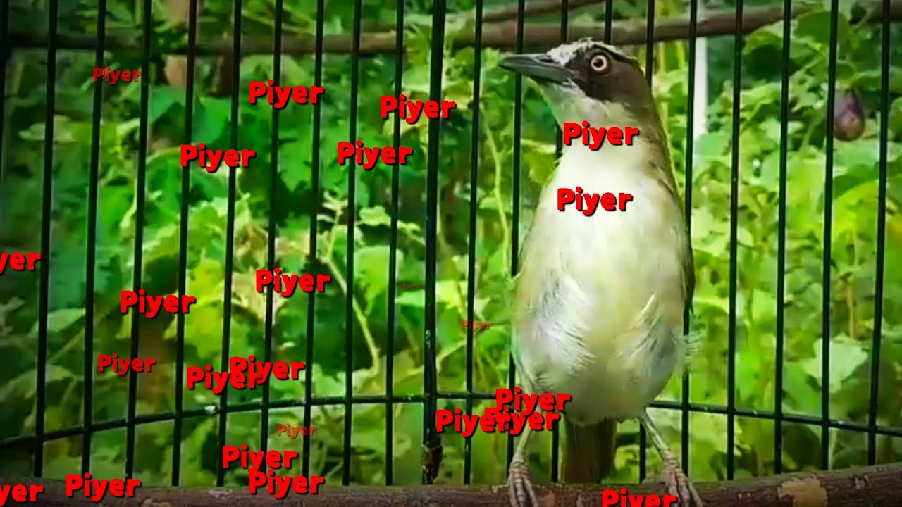 Pancingan untuk opior paruh tebal bahan