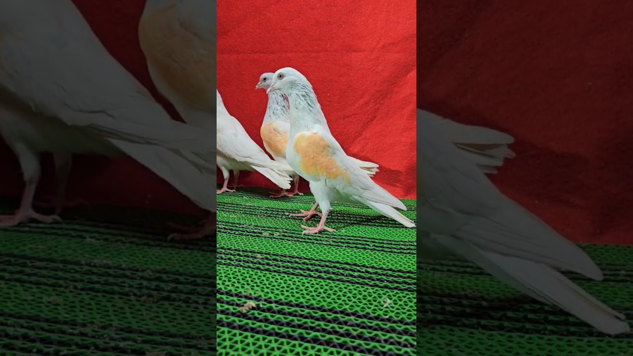 Motiwale Golden Kabootar. #jaikabootar #jaykabootar #pigeon #jaikabutar #jaykabutar Mumbai