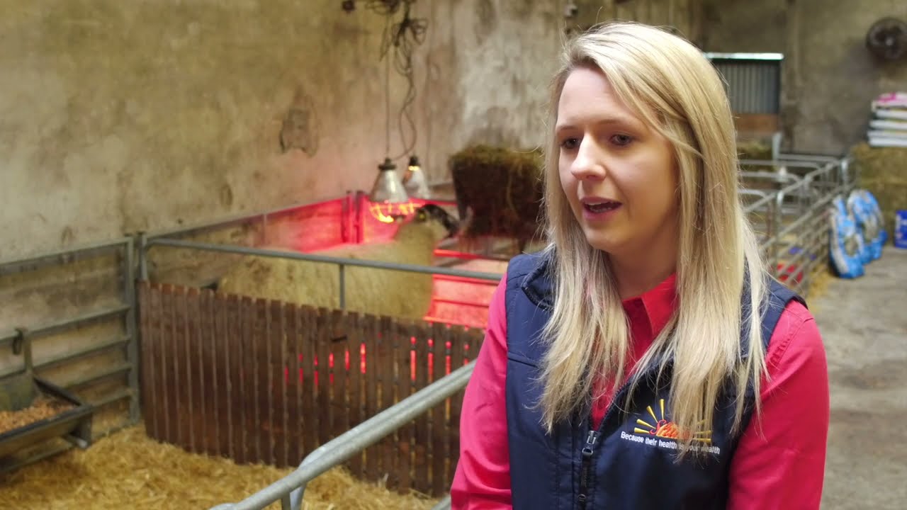 Ewe-Reka milk replacer