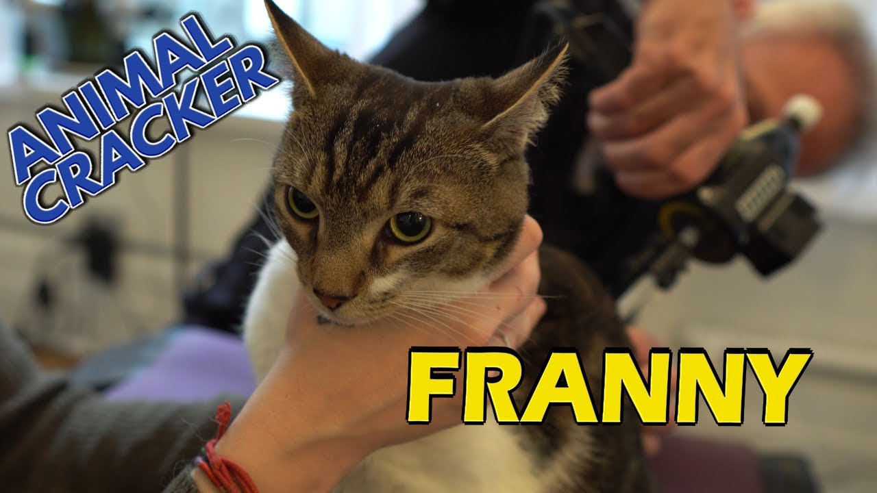 😿 RESCUE Cat in PAIN AGAIN! ~ ANIMAL CRACKER to the RESCUE! (Franny Returns!)