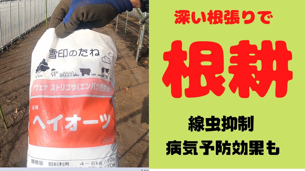 簡易雨除け温室内に緑肥（ヘイオーツ）を播きます