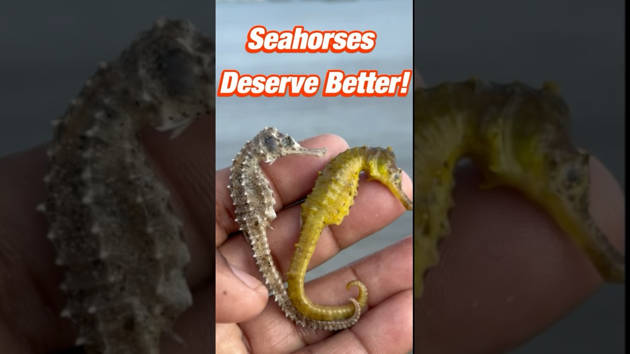 Heartbreaking Fate of TWO Seahorses #shorts #seahorse #fishing