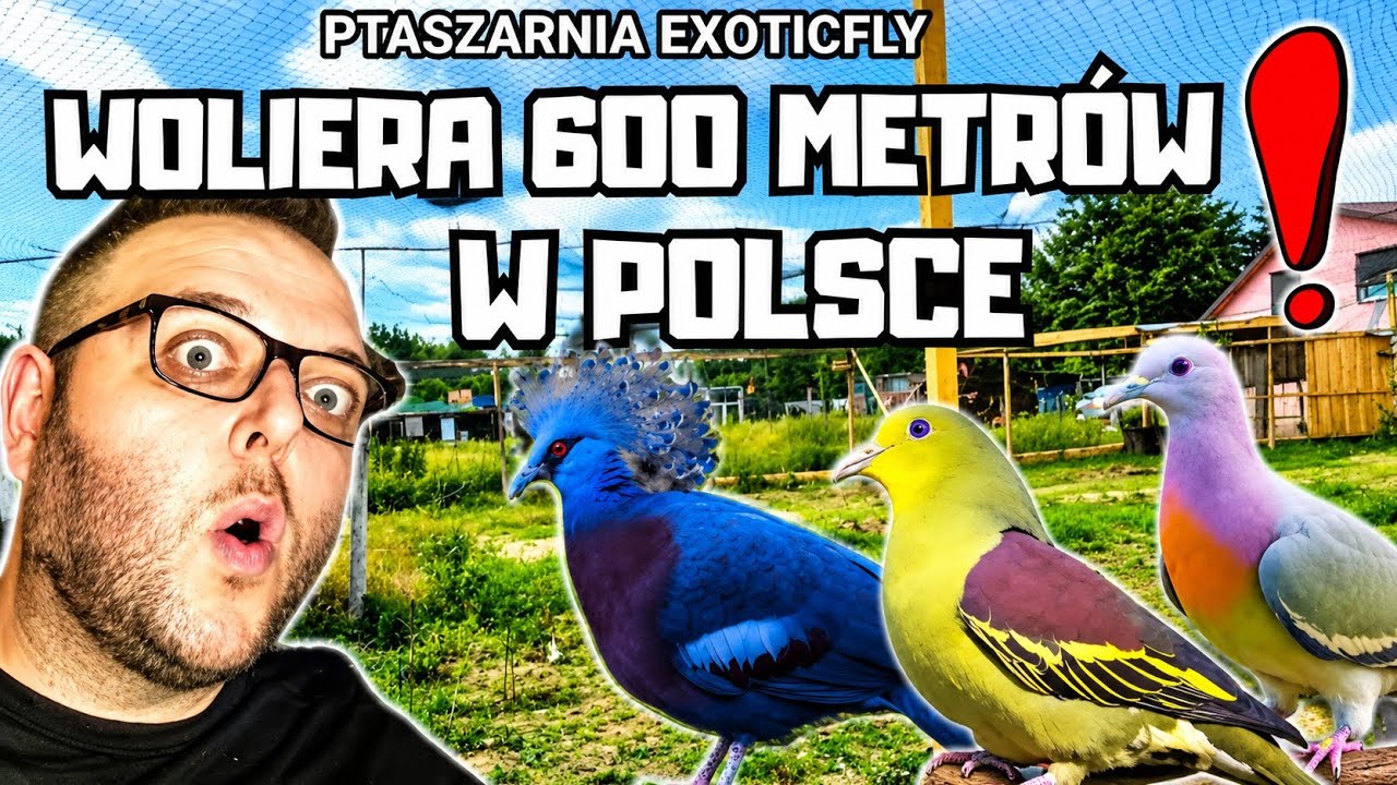 #18 NAJWIĘKSZA hodowla gołębi egzotycznych w Polsce? | Breeding exotic pigeons.