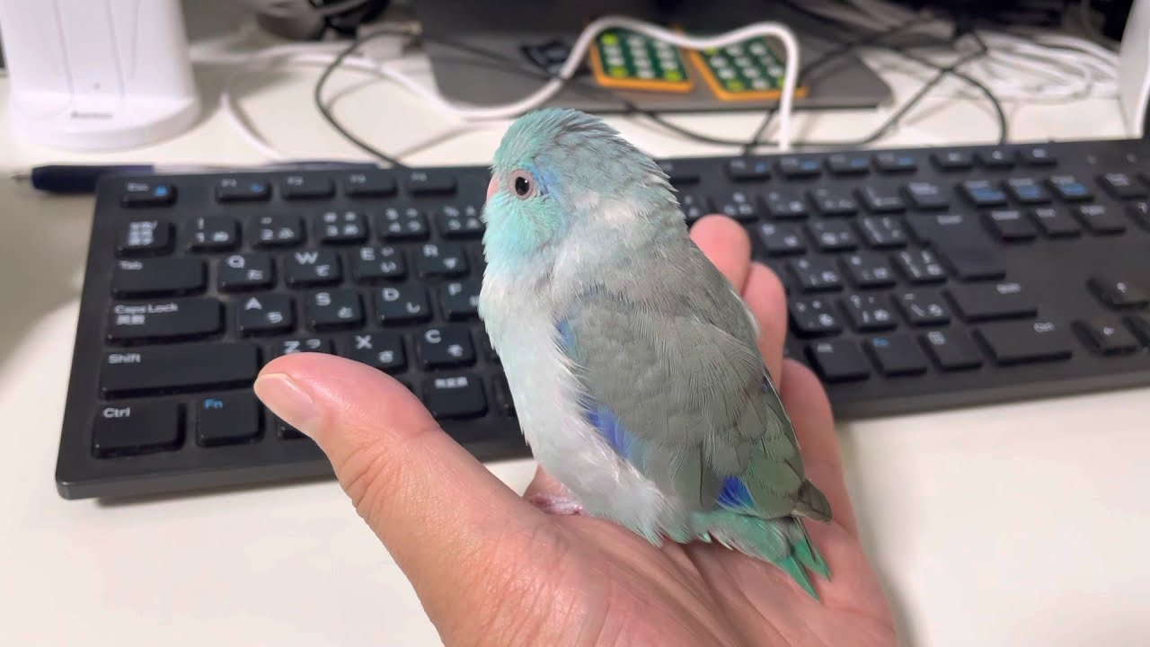 独り言を言うようになりました。