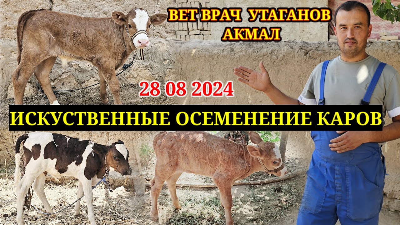 ЗОТЛИМОЛЛАР ЭНДИ МУАММО ЭМАС МОЛЛАРНИ КАНДАЙ КИЛИБ СУННИЙ УРУК КУЙШ МУМКИН 28 08 2024