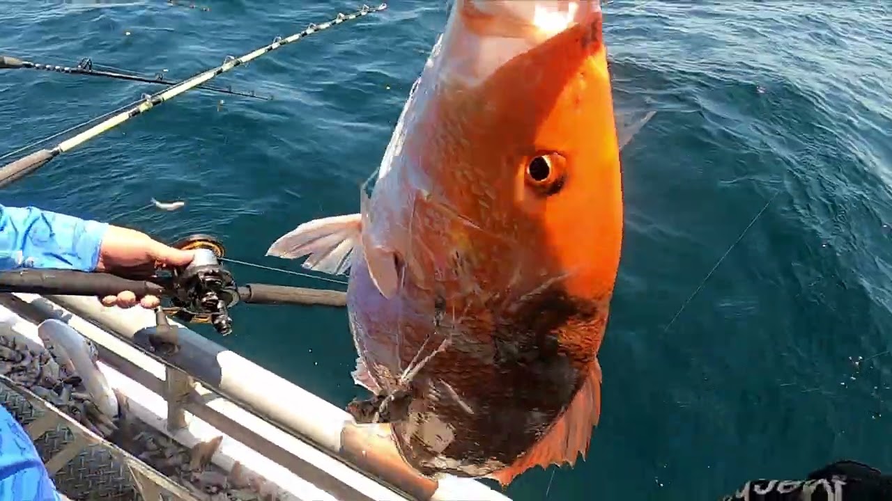 2025 06 02 new buccaneer #redsnapper in gulf of America Mexico #fishing #partyboat