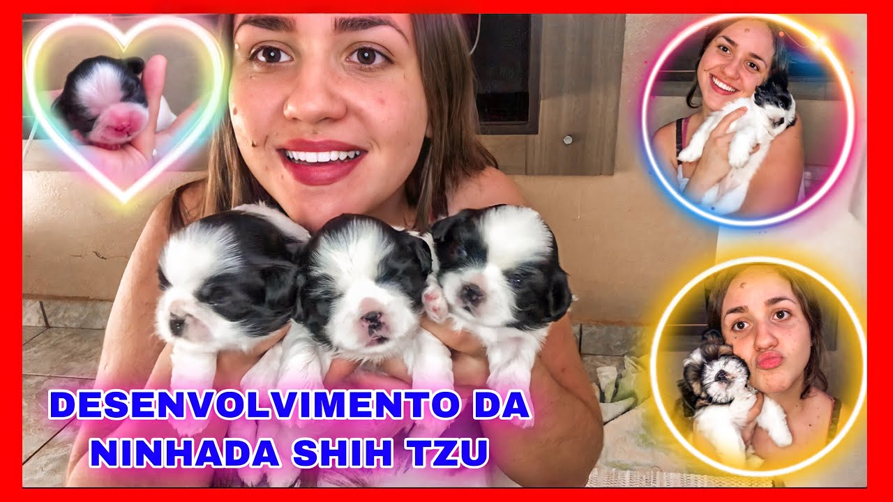 DESENVOLVIMENTO DA NINHADA SHITZU| NASCIMENTO A 45 DIAS DE VIDA 🐶🥰❤️