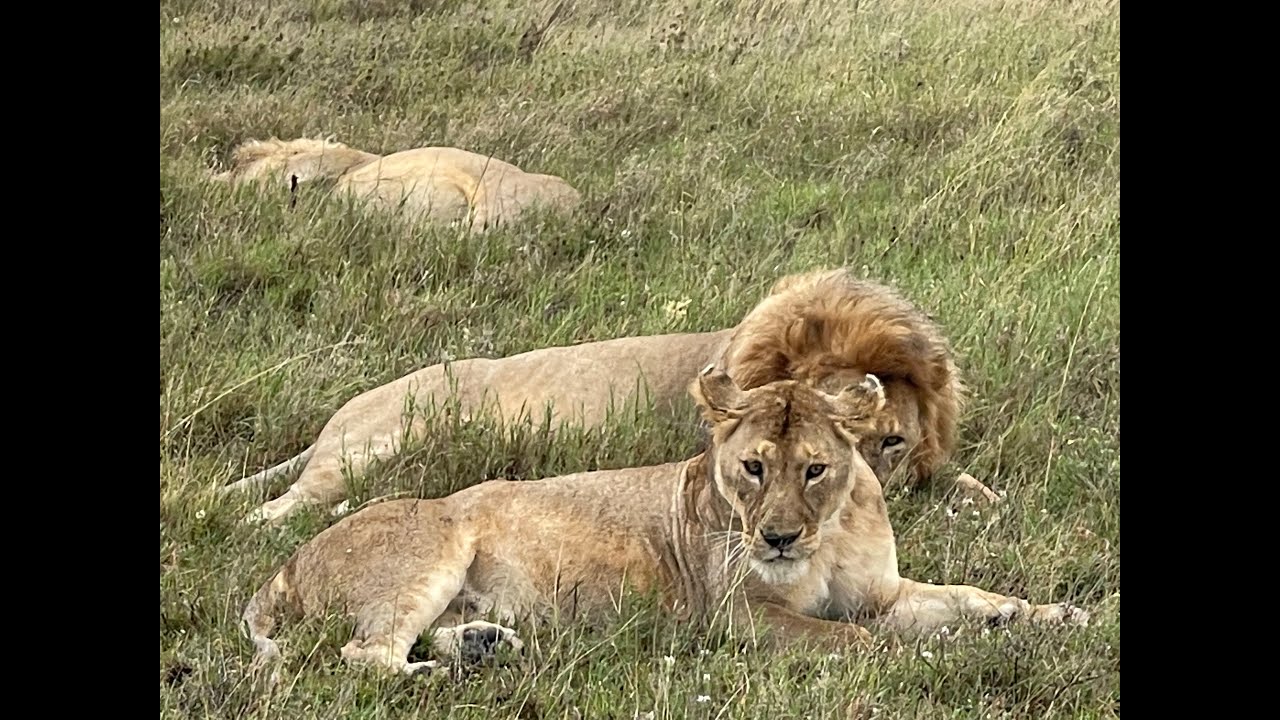 COURTING GAMES Lions in Eastern Serengeti
