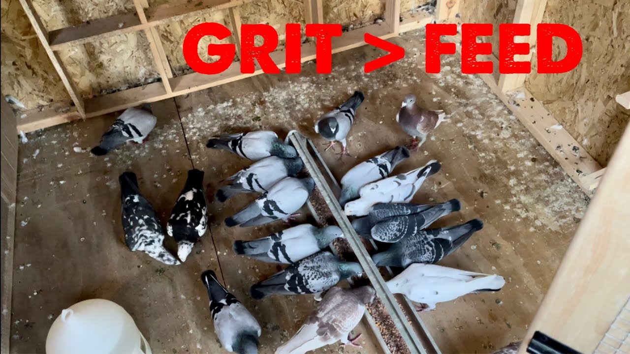 Pigeons Need Time To Adjust To Their New Home