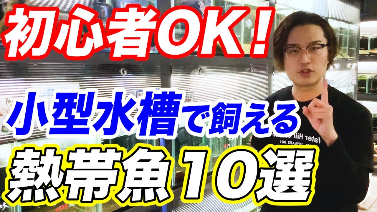 【狭いスペースで飼育可！】小型水槽で飼える熱帯魚10選！管理方法や注意点をプロが解説！【観賞魚】