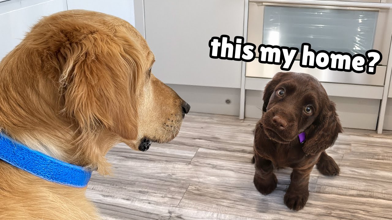 Golden Retriever Meets the Most Adorable Puppy and Helps Find Forever Home
