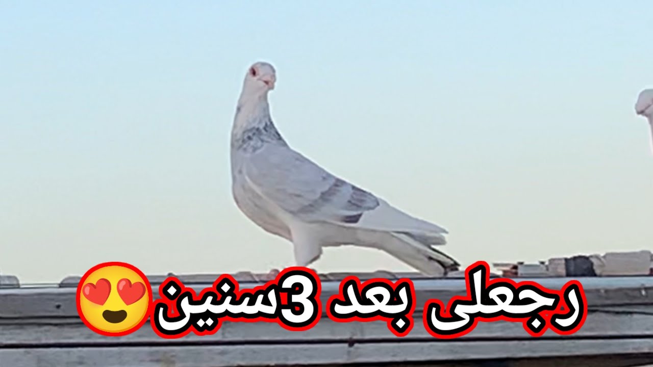 قصة دكر حمام رجع بعد ثلاث سنين😍#التربووابوحازم
