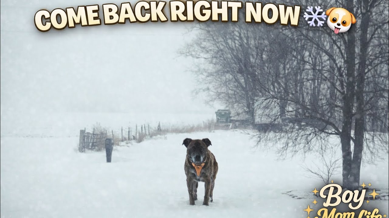 My Dogs Took Off Running in Deep Snow and I Was Immediately Yelling ❄️🐶 | Boy Mom Life Daily Vlogs