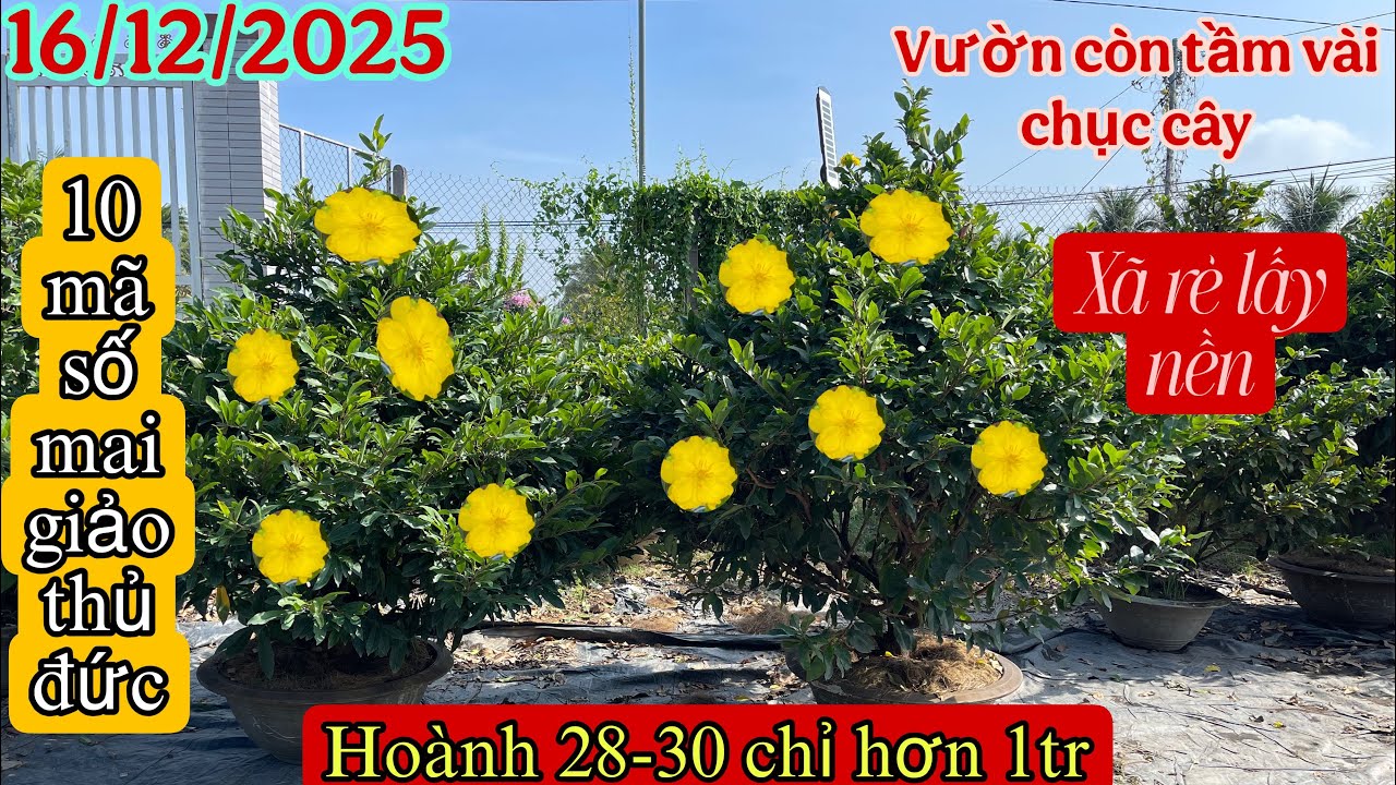 16/12/2025🌲vườn mai kinh trí 0335949680GL 10 mã số mai chơi tết hoàng 28-30 chỉ hơn 1tr bao ship