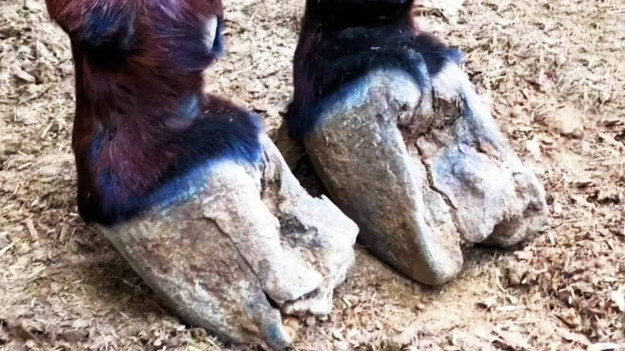 Save the forgotten animals丨ASMR丨Donkey hoof cutting sound