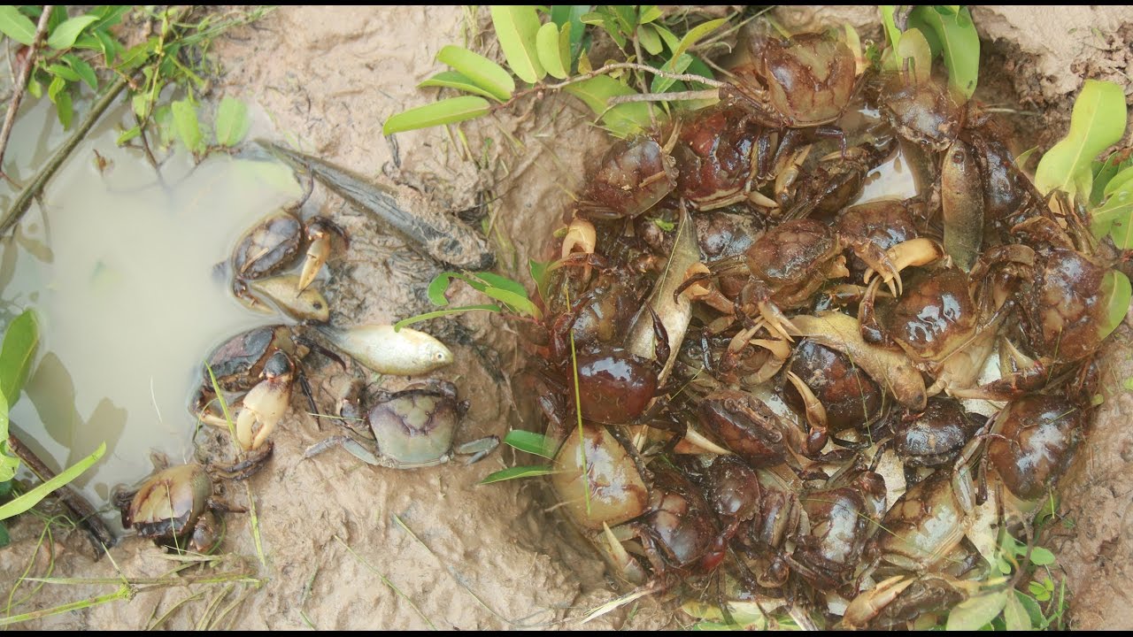 Amazing Children Catch Crabs - How To Catch Crabs Using Deep Hole In Cambodia