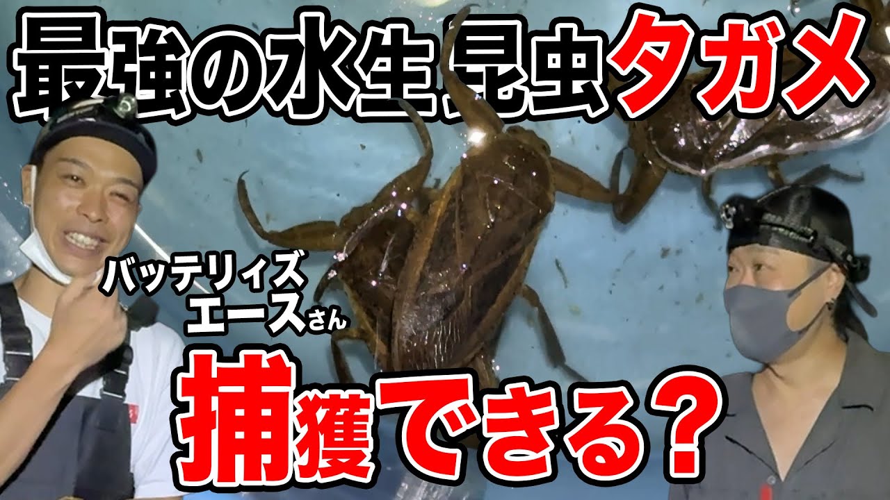 【タガメ】最強の水生昆虫をバッテリィズエースさんと捕まえる