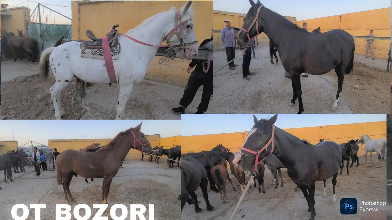 SAMARQAND VILOYATI KATTAQURG'ON OT BOZORI OTLAR ENDI NIMA BULADI SOVDA YUQ