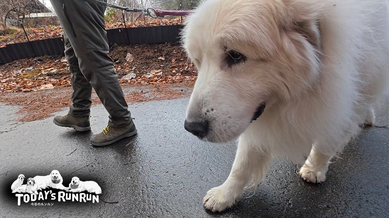 久しぶりのロングコースを元気に歩ききったアランです　Great Pyrenees　グレートピレニーズ