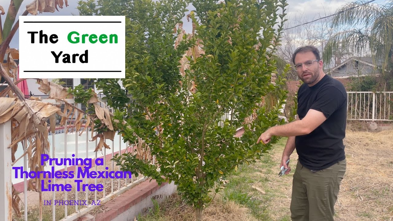 Pruning a Thornless Mexican Lime Tree in Phoenix!