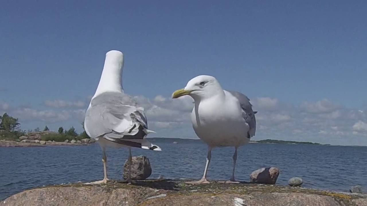 HERRING GULL ( LARUS ARGENTATUS )