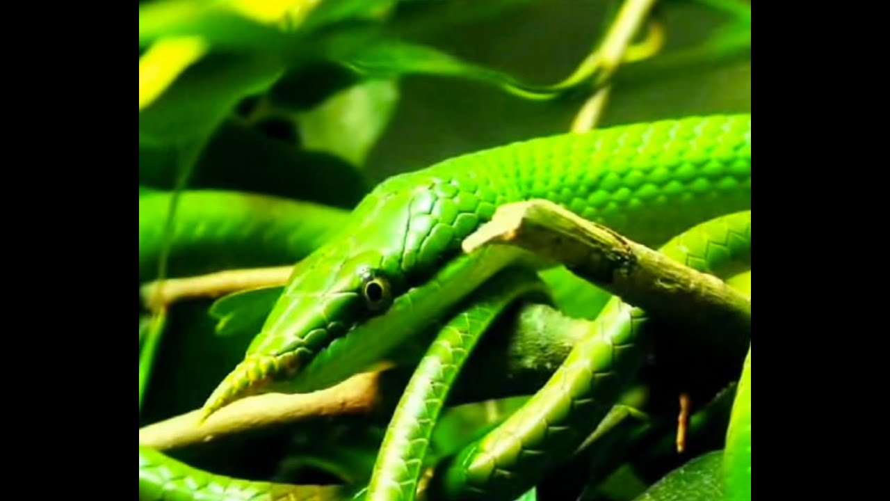 Biodiversity Hotspots