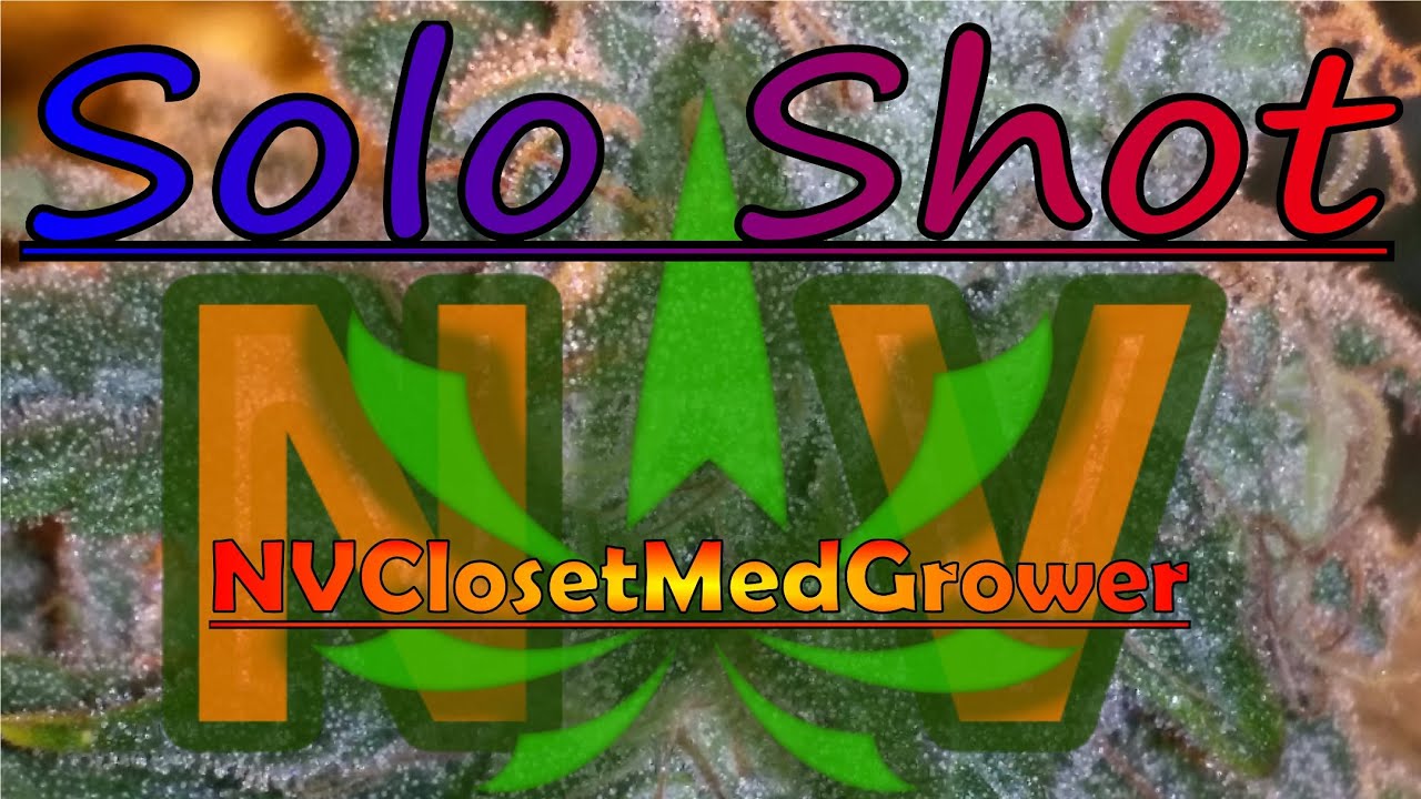 Solo Shot : Lemon Skunk AutoFlower,  day 58.