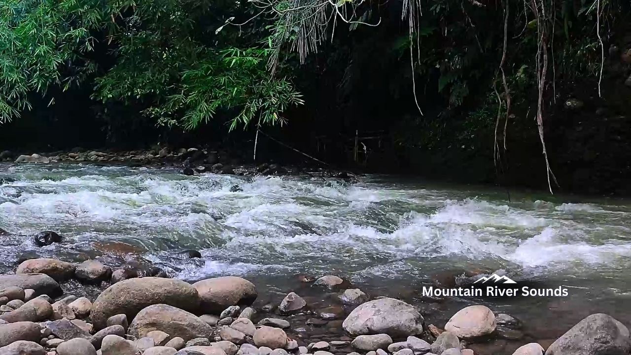Deep Sleep with Forest River Sound — Sleep ASMR You’ll Love
