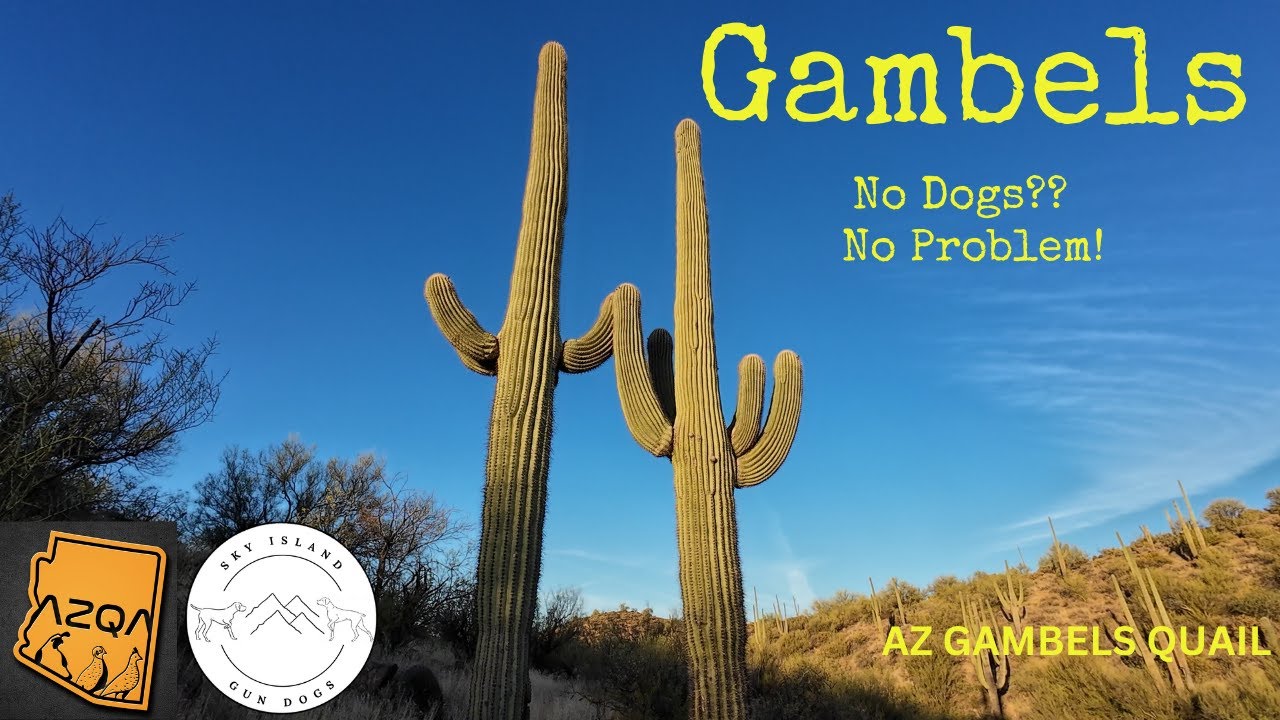 AZ QUAIL ADVENTURES - NO DOG?? NO PROBLEM!