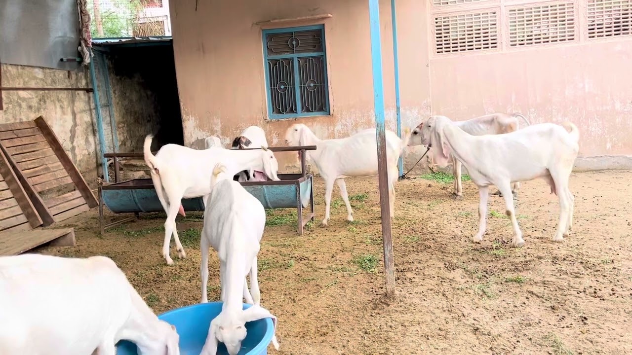 वाइट ग़ुलाबी सोजत की बकरिया ब्यावर राजस्थान में मिलेगी 9929434548
