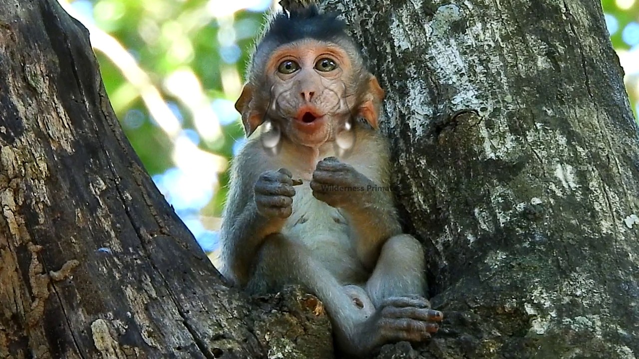 Baby monkey was stuck by sister bring to leave on high tree, he call mother to come getting down.