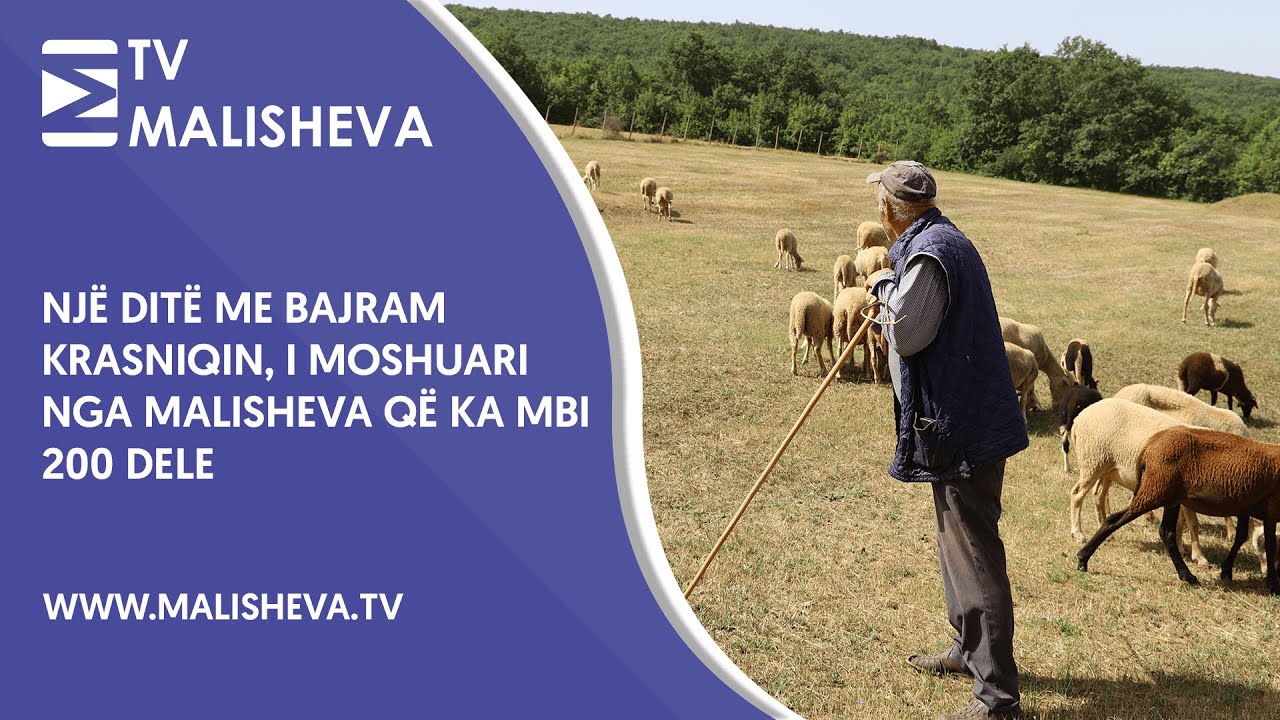 Një ditë me Bajram Krasniqin, i moshuari nga Malisheva që ka mbi 200 dele