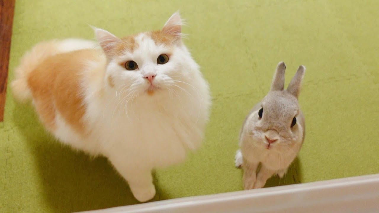 プレゼントを貰えるのを心待ちにしてるお姉ちゃんうさぎと弟ニャンコの眼差し